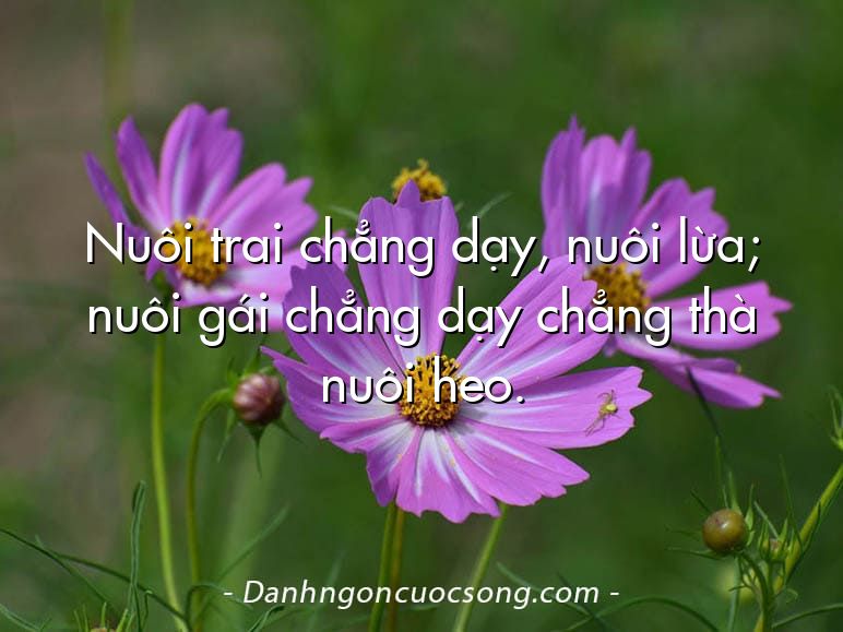 Nuôi trai chẳng dạy, nuôi lừa; nuôi gái chẳng dạy chẳng thà nuôi heo.