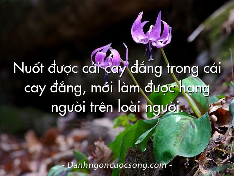 Nuốt được cái cay đắng trong cái cay đắng, mới làm được hạng người trên loài người.