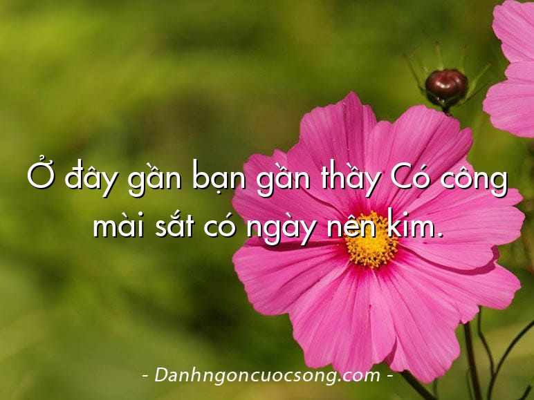 Ở đây gần bạn gần thầy Có công mài sắt có ngày nên kim.