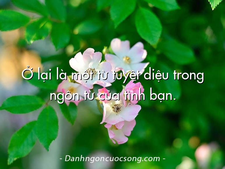 Ở lại là một từ tuyệt diệu trong ngôn từ của tình bạn.