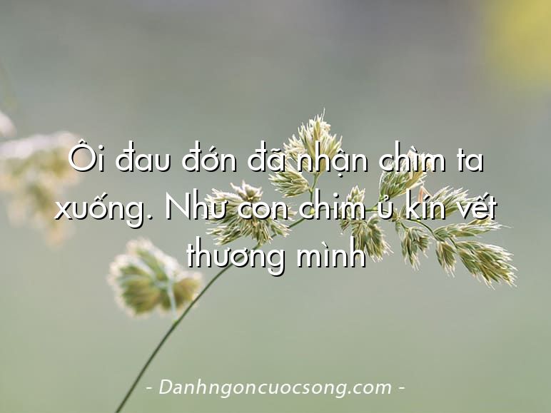 Ôi đau đớn đã nhận chìm ta xuống. Như con chim ủ kín vết thương mình