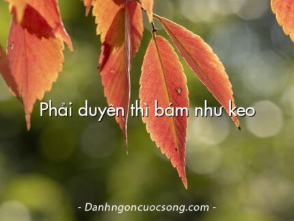 Phải duyên thì bám như keo