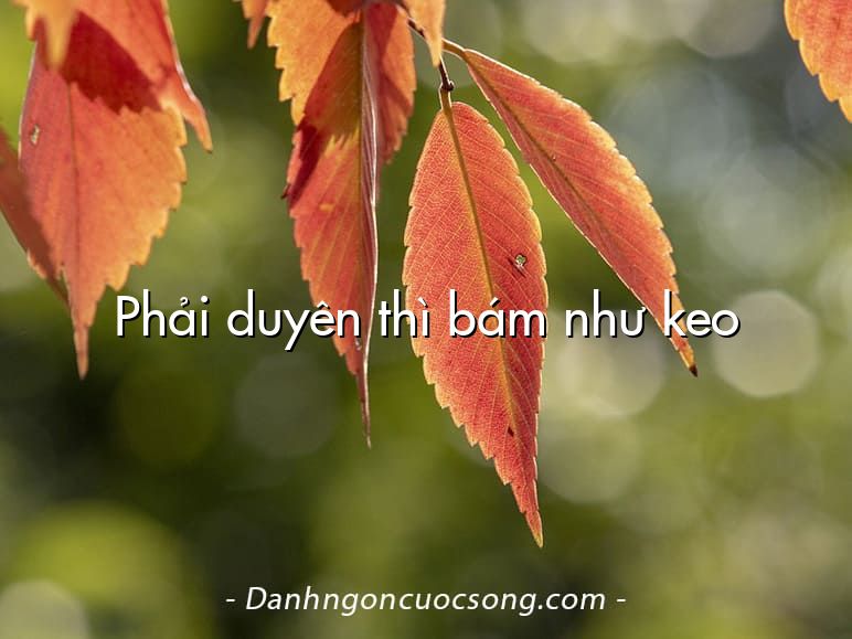 Phải duyên thì bám như keo