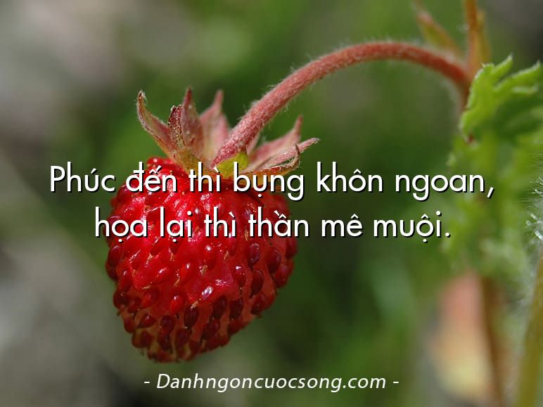 Phúc đến thì bụng khôn ngoan, họa lại thì thần mê muội.
