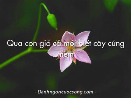 Qua cơn gió cả mới biết cây cứng mềm