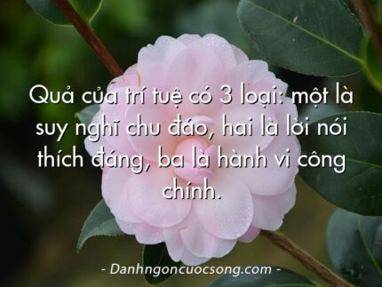 Quả của trí tuệ có 3 loại: một là suy nghĩ chu đáo, hai là lời nói thích đáng, ba là hành vi công chính.