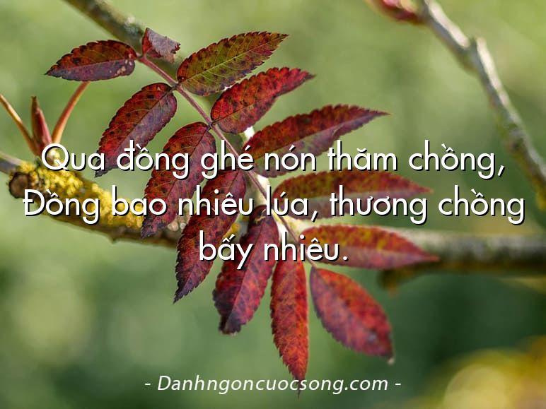 Qua đồng ghé nón thăm chồng, Ðồng bao nhiêu lúa, thương chồng bấy nhiêu.