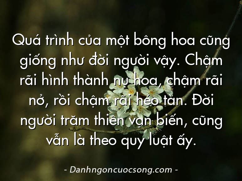 Quá trình của một bông hoa cũng giống như đời người vậy. Chậm rãi hình thành nụ hoa, chậm rãi nở, rồi chậm rãi héo tàn. Đời người trăm thiên vạn biến, cũng vẫn là theo quy luật ấy.
