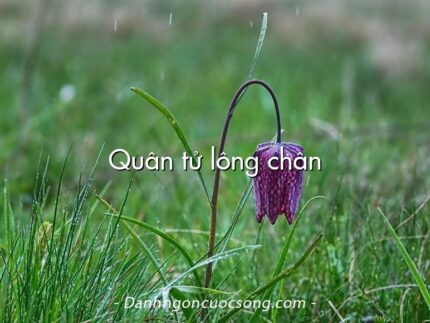 Quân tử lông chân