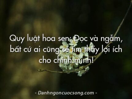 Quy luật hoa sen: Đọc và ngẫm, bất cứ ai cũng sẽ tìm thấy lợi ích cho chính mình!
