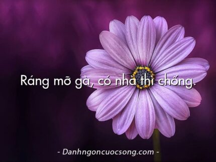 Ráng mỡ gà, có nhà thì chống.