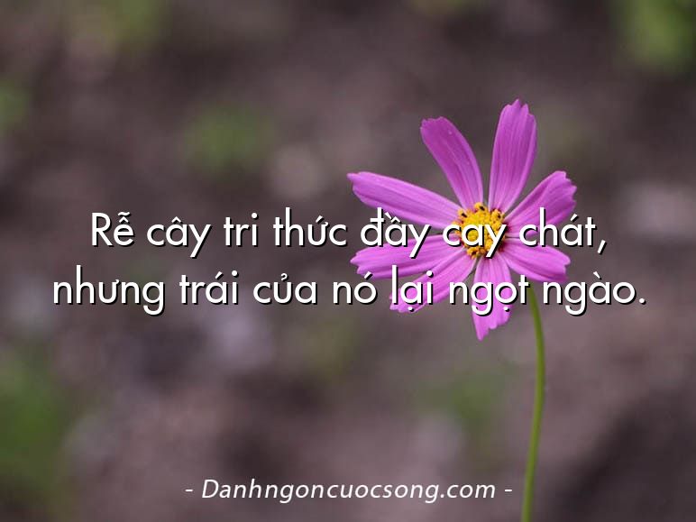 Rễ cây tri thức đầy cay chát, nhưng trái của nó lại ngọt ngào.