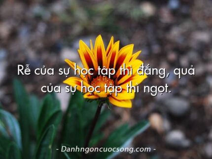 Rễ của sự học tập thì đắng, quả của sự học tập thì ngọt.