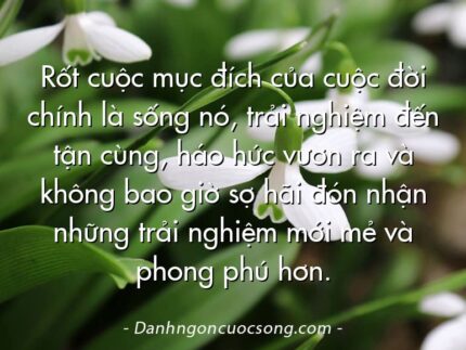 Rốt cuộc mục đích của cuộc đời chính là sống nó, trải nghiệm đến tận cùng, háo hức vươn ra và không bao giờ sợ hãi đón nhận những trải nghiệm mới mẻ và phong phú hơn.