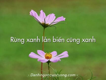 Rừng xanh lẫn biển cũng xanh