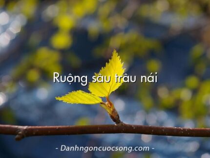 Ruộng sâu trâu nái