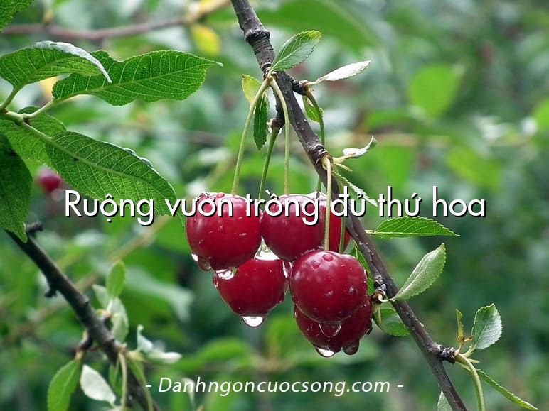 Ruộng vườn trồng đủ thứ hoa