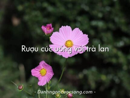 Rượu cúc uống với trà lan