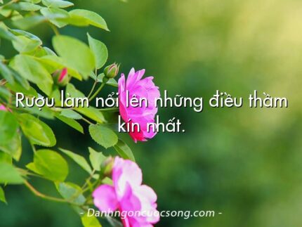 Rượu làm nổi lên những điều thầm kín nhất.