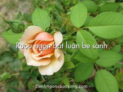 Rượu ngon bất luận be sành