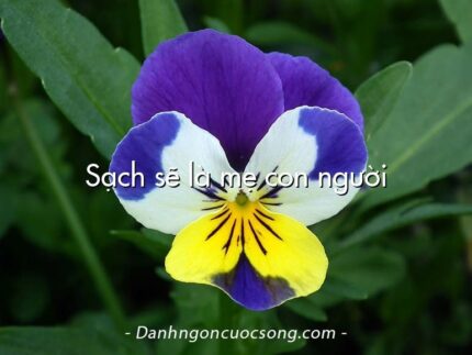 Sạch sẽ là mẹ con người