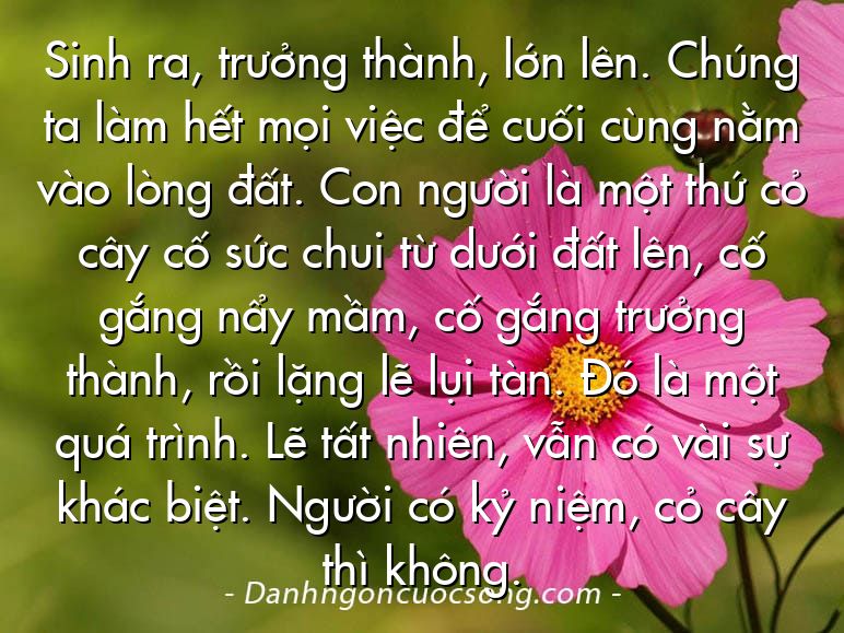 Sinh ra, trưởng thành, lớn lên. Chúng ta làm hết mọi việc để cuối cùng nằm vào lòng đất. Con người là một thứ cỏ cây cố sức chui từ dưới đất lên, cố gắng nẩy mầm, cố gắng trưởng thành, rồi lặng lẽ lụi tàn. Đó là một quá trình. Lẽ tất nhiên, vẫn có vài sự khác biệt. Người có kỷ niệm, cỏ cây thì không.