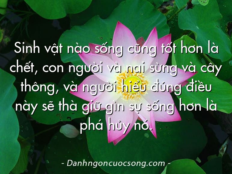 Sinh vật nào sống cũng tốt hơn là chết, con người và nai sừng và cây thông, và người hiểu đúng điều này sẽ thà giữ gìn sự sống hơn là phá hủy nó.