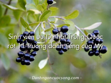 Sinh viên ưu tú nhất Trung Quốc rớt 11 trường danh tiếng của Mỹ