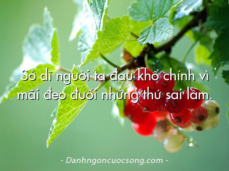 Sở dĩ người ta đau khổ chính vì mãi đeo đuổi những thứ sai lầm.