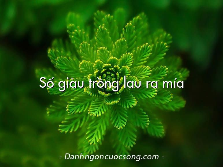 Số giàu trồng lau ra mía