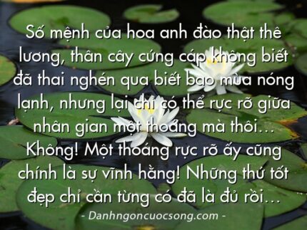 Số mệnh của hoa anh đào thật thê lương, thân cây cứng cáp không biết đã thai nghén qua biết bao mùa nóng lạnh, nhưng lại chỉ có thể rực rỡ giữa nhân gian một thoáng mà thôi… Không! Một thoáng rực rỡ ấy cũng chính là sự vĩnh hằng! Những thứ tốt đẹp chỉ cần từng có đã là đủ rồi…