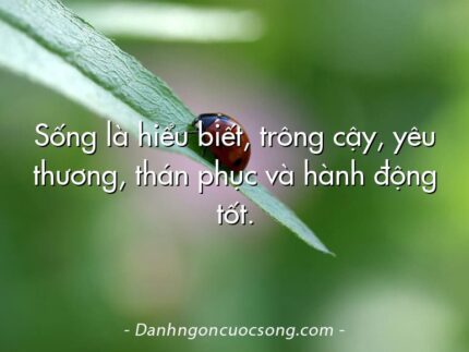 Sống là hiểu biết, trông cậy, yêu thương, thán phục và hành động tốt.