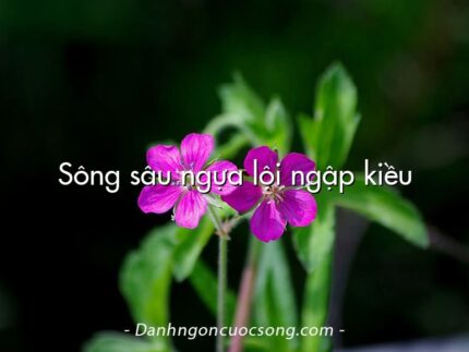 Sông sâu ngựa lội ngập kiều