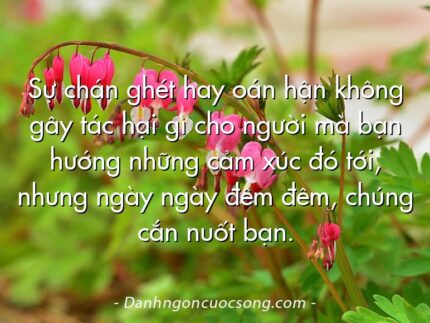 Sự chán ghét hay oán hận không gây tác hại gì cho người mà bạn hướng những cảm xúc đó tới, nhưng ngày ngày đêm đêm, chúng cắn nuốt bạn.