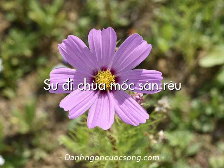 Sư đi chùa mốc sân rêu