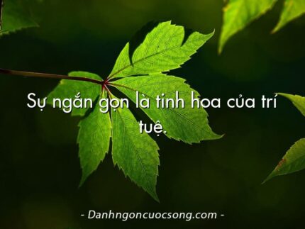 Sự ngắn gọn là tinh hoa của trí tuệ.