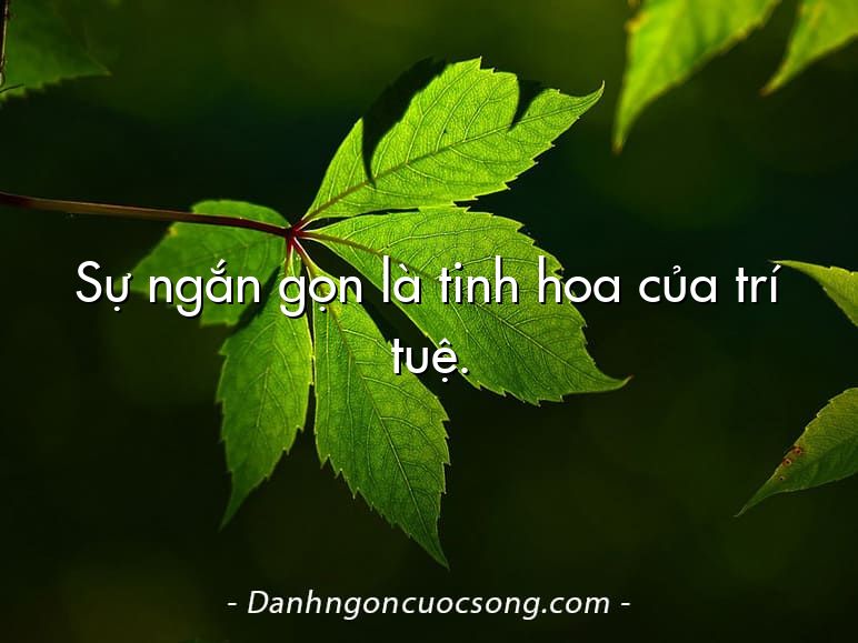 Sự ngắn gọn là tinh hoa của trí tuệ.