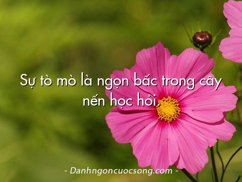 Sự tò mò là ngọn bấc trong cây nến học hỏi.