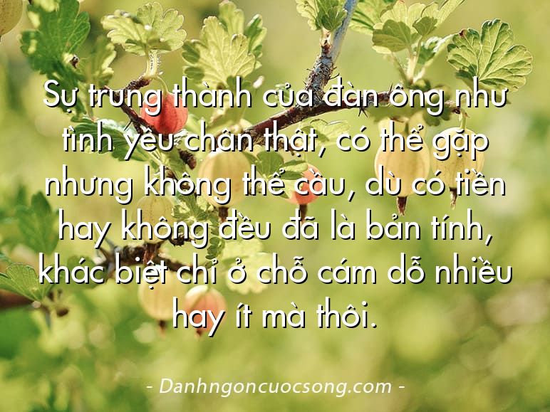 Sự trung thành của đàn ông như tình yêu chân thật, có thể gặp nhưng không thể cầu, dù có tiền hay không đều đã là bản tính, khác biệt chỉ ở chỗ cám dỗ nhiều hay ít mà thôi.