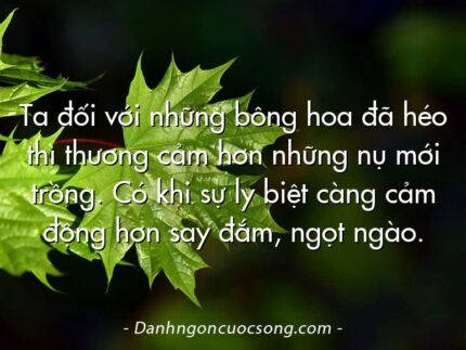Ta đối với những bông hoa đã héo thì thương cảm hơn những nụ mới trồng. Có khi sự ly biệt càng cảm động hơn say đắm, ngọt ngào.