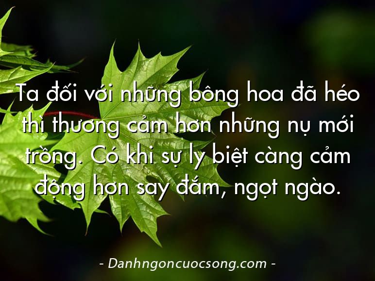 Ta đối với những bông hoa đã héo thì thương cảm hơn những nụ mới trồng. Có khi sự ly biệt càng cảm động hơn say đắm, ngọt ngào.