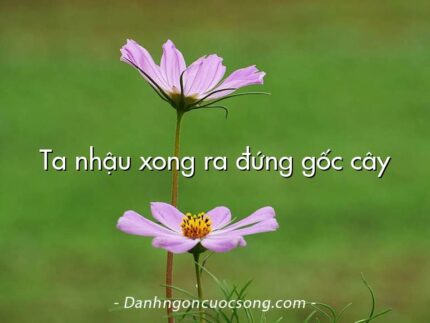 Ta nhậu xong ra đứng gốc cây