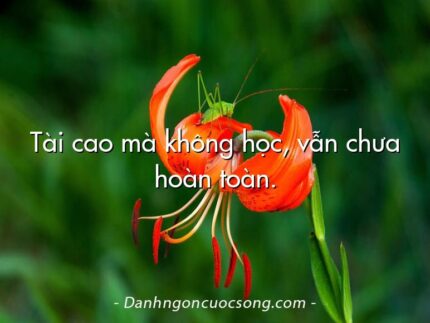 Tài cao mà không học, vẫn chưa hoàn toàn.