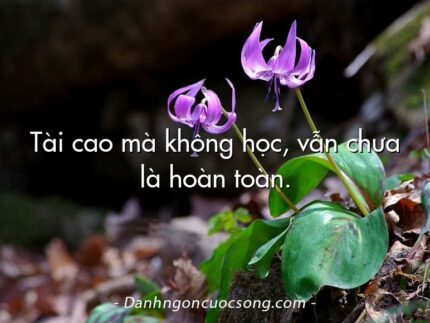 Tài cao mà không học, vẫn chưa là hoàn toàn.