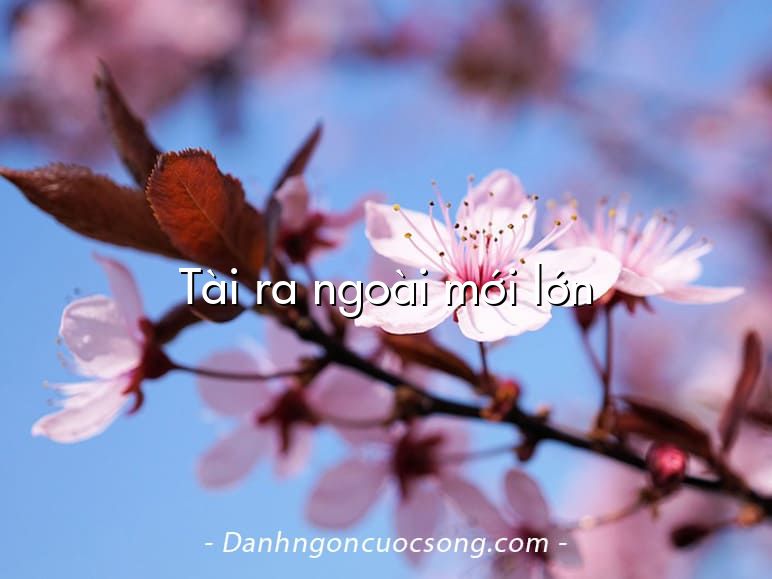 Tài ra ngoài mới lớn