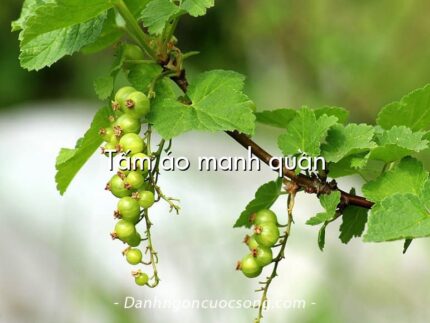Tấm áo manh quần