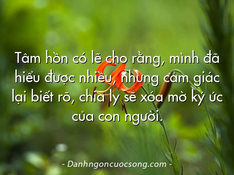 Tâm hồn có lẽ cho rằng, mình đã hiểu được nhiều, nhưng cảm giác lại biết rõ, chia ly sẽ xóa mờ ký ức của con người.  