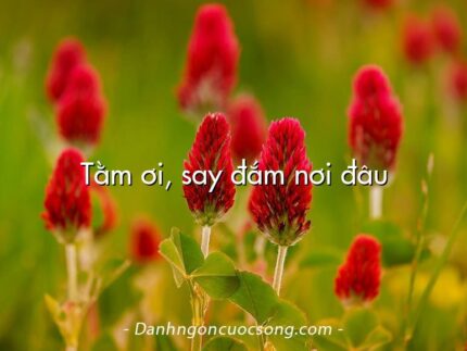 Tằm ơi, say đắm nơi đâu