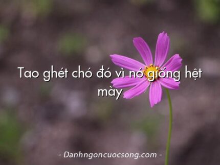 Tao ghét chó đó vì nó giống hệt mày