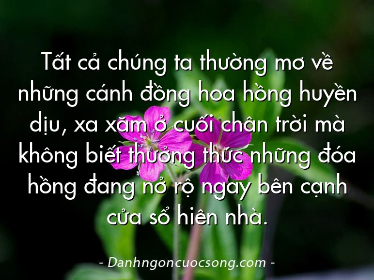 Tất cả chúng ta thường mơ về những cánh đồng hoa hồng huyền dịu, xa xăm ở cuối chân trời mà không biết thưởng thức những đóa hồng đang nở rộ ngay bên cạnh cửa sổ hiên nhà.